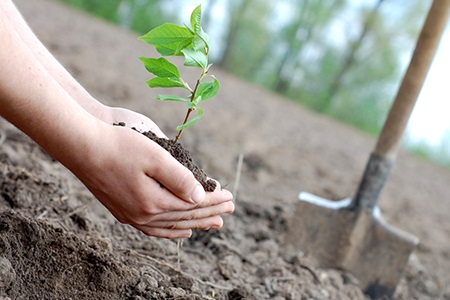 http://www.tvk.fo/images/plant-tree-for-earth-day.jpg